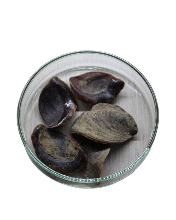 Onycha Shell Whole