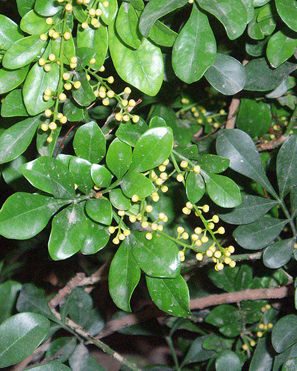 Aglaia Odorata Absolute