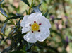 Cistus Flower