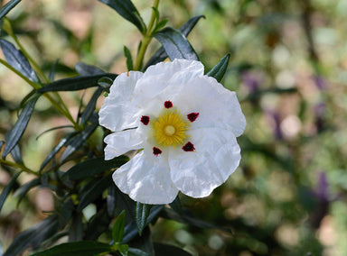 Cistus Flower