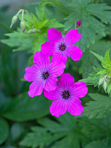 Blooming Geranium