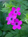 Blooming Geranium