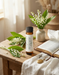 Lily of the Valley Anointing Oil for Prayer representing Honor and Purity