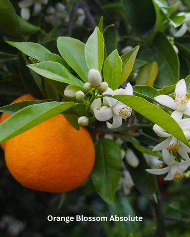 Orange Blossoms, Fruit and Leaves