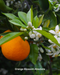 Orange Blossoms, Fruit and Leaves