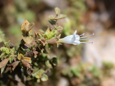 Origanum Dayi Plant