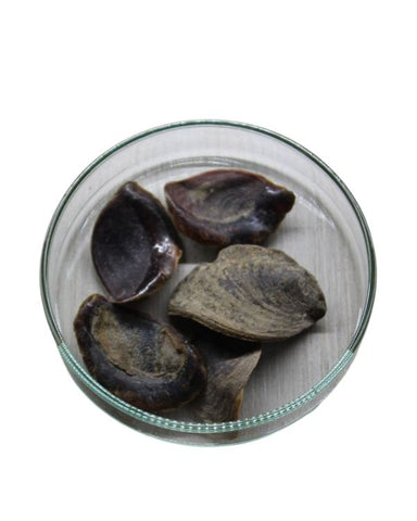 Onycha Shell Whole